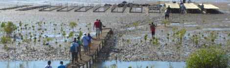 Piantumazione di mangrovie a Kimony