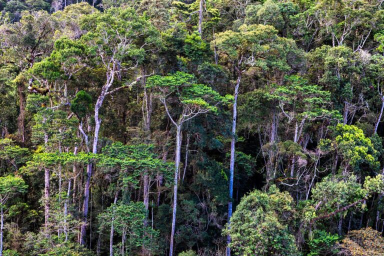 Il progetto Treedom rallenta la sua corsa